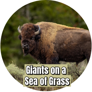 Giants on a Sea of Grass